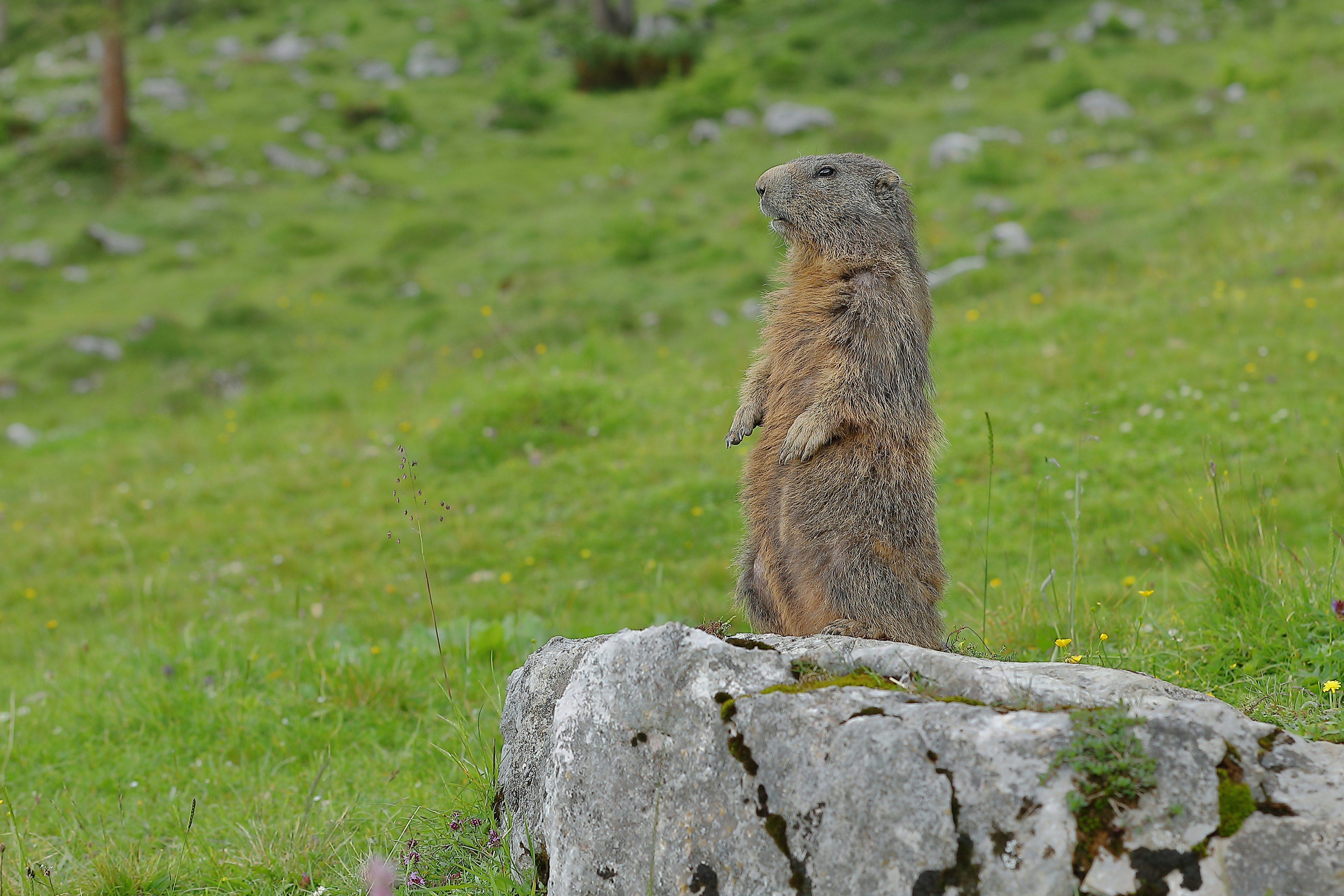 Can Wild Animals Experience Trauma? Yes — And It Changes Them Completely