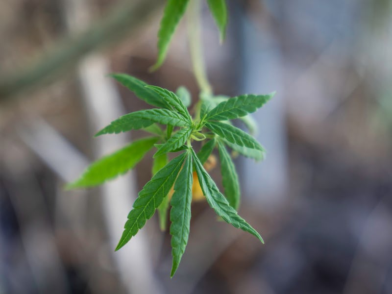 NONTHABURI, THAILAND - 2024/06/20: A close-up of young cannabis leaves at Nonthaburi City, part of t...