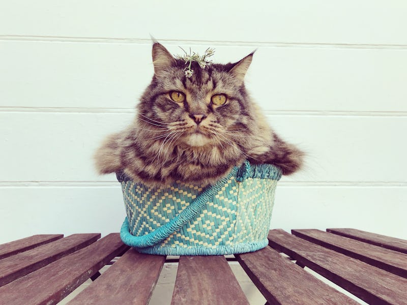 Humorous portrait of a Maine Coon cat squeezed into a tiny basket.