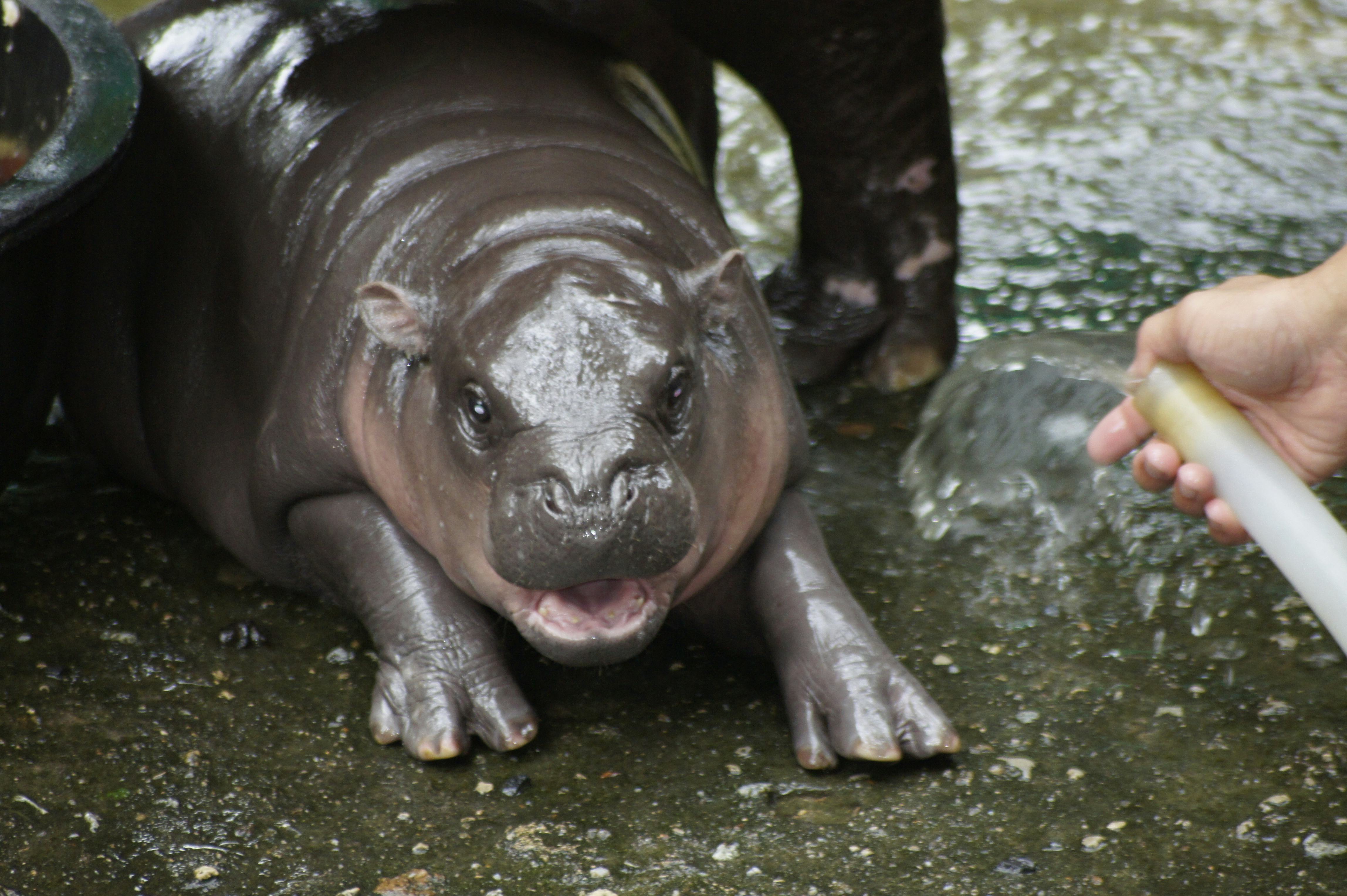 Two-month-old pygmy hippo Moo Deng.