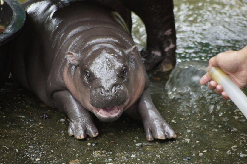 Two-month-old pygmy hippo Moo Deng.
