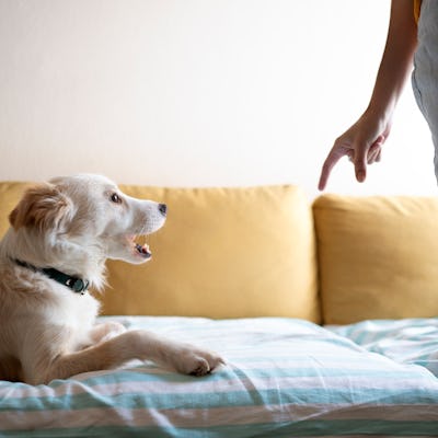 Dog, person and hand point for discipline on apartment sofa for behaviour warning, command or teaching. Labrador, owner and pet on couch in house with gesture for training animal, wait or learning