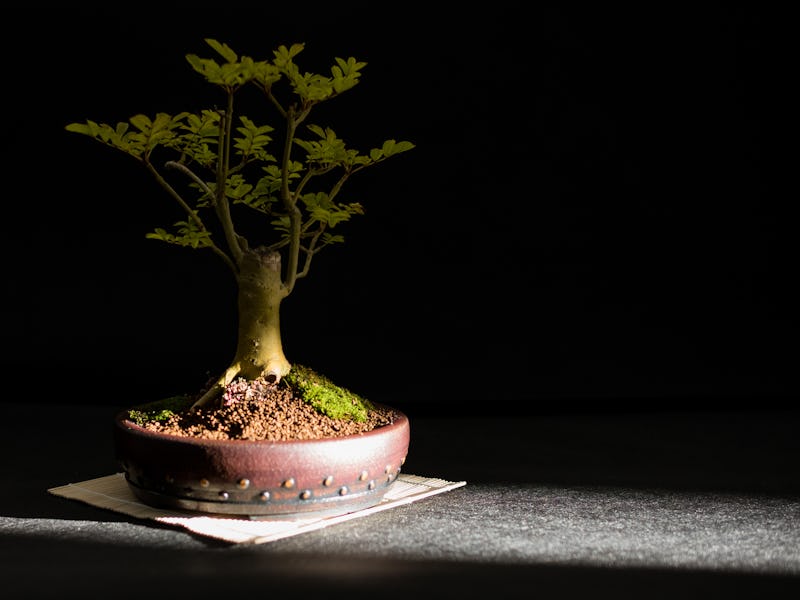 RIPON, ENGLAND - SEPTEMBER 12: Sunlight shines onto a bonsai tree displayed at this year's Harrogate...