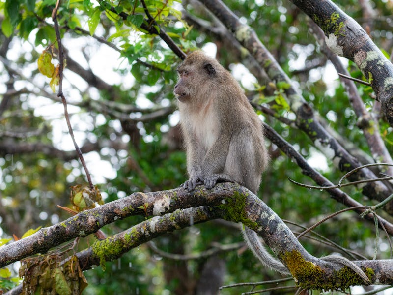 Il macaco cinomolgo, detto anche macaco cancrivoro, macaco mangiagranchi, macaco di Buffon o macaco ...