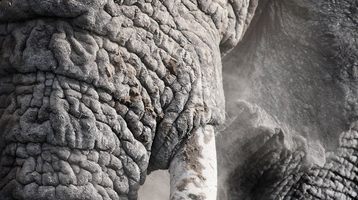 Ngorongoro Crater, February 2024:  Amazing close up of an elephant showing off his wrinkles and text...