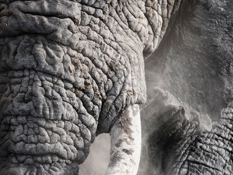 Ngorongoro Crater, February 2024: Amazing close up of an elephant showing off his wrinkles and text...