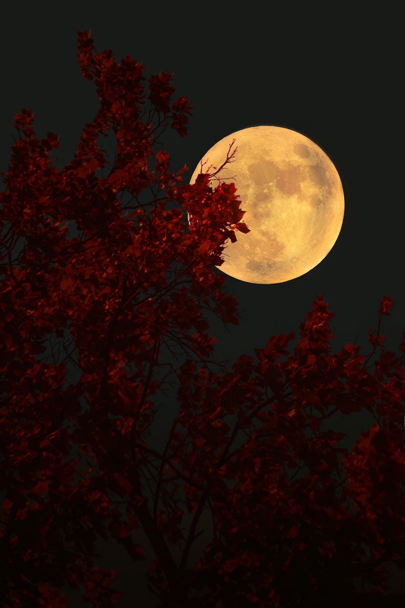 The spiritual meaning of November’s full moon.