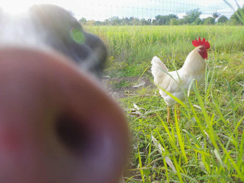 A peaceful scene of a pig and a chicken roaming freely on a green field at sunrise. The early mornin...