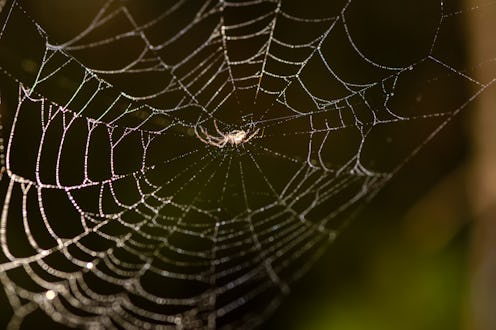 A beautiful spider web adorned with dew drops, showcasing natures intricate and mesmerizing designs