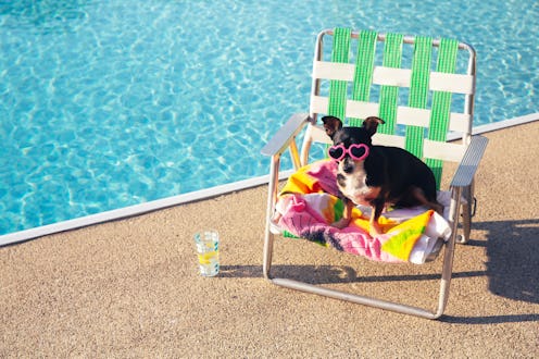 Funny dog wearing sunglasses, heart shaped sunglasses. Cute dog on vacation lounging poolside next t...