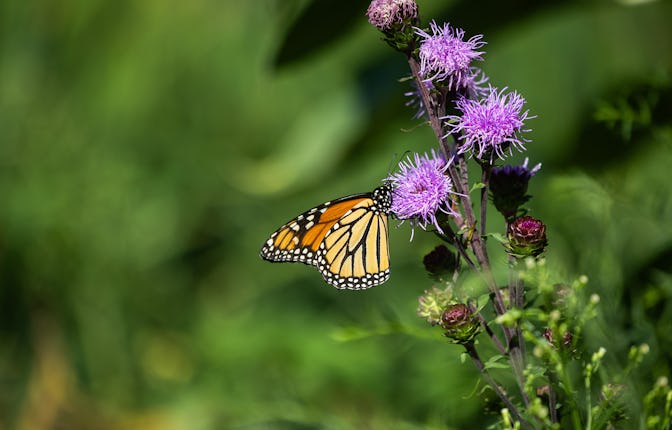 A monarch butterfly drinks nectar from a flower in the Pollinator Habitat bed near the Chicago Park ...