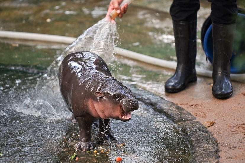Moo Deng, a two-month-old female pygmy hippo, created one of the most Brat moments in 2024.