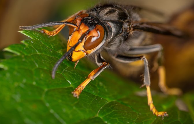An Asian Giant Hornet from Japan, also known as a murder hornet, is on display. Asian hornets in Eur...