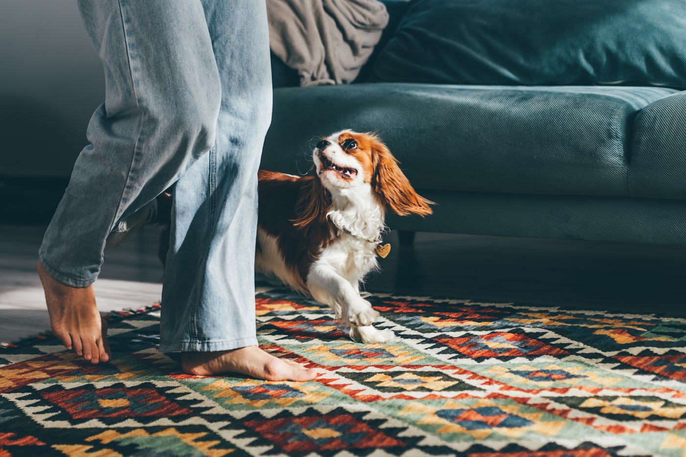 Woman playing with dog at home.