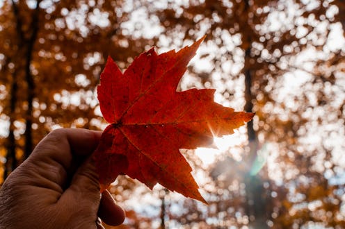 Beautiful red maple leaf of autumn