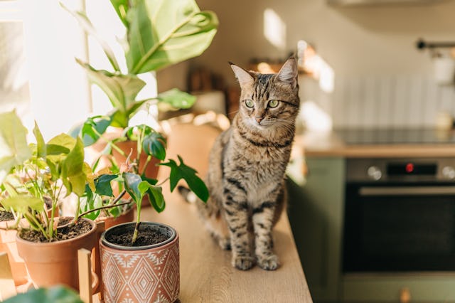 Insolent assertive cat walks on the kitchen table. Stylish kitchen in brown tones. Naughty cat on th...