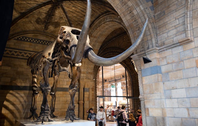 Fossilised skeleton of an American Mastodon, an Ice Age relative of the elephant at the Natural Hist...