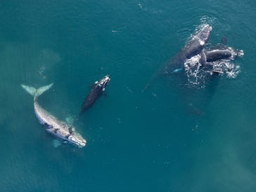 19 September 2024, Argentina, Puerto Madryn: Southern right whale (Eubalaena australis) before matin...