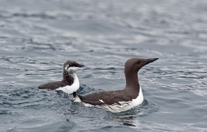 Common Guillemot, Uria aalge, male with chick that he is leading out to sea, Noss Shetland summer. (...