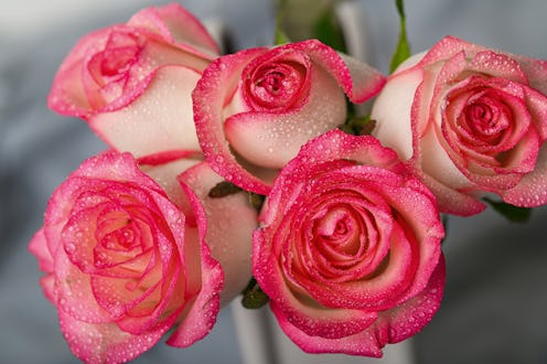 A close-up view of vibrant pink roses covered in delicate water droplets, set against a soft gray fa...