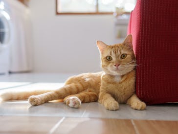 domestic cat enjoying a sunny day on a lush green lawn. The cat is backlit by warm sunset light, cre...