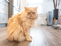 Full shot of a cream colored Persian cat being grumpy while waiting for food in the kitchen. It is a...