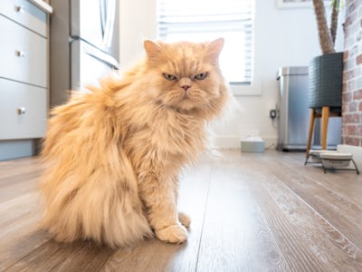 Full shot of a cream colored Persian cat being grumpy while waiting for food in the kitchen. It is a...