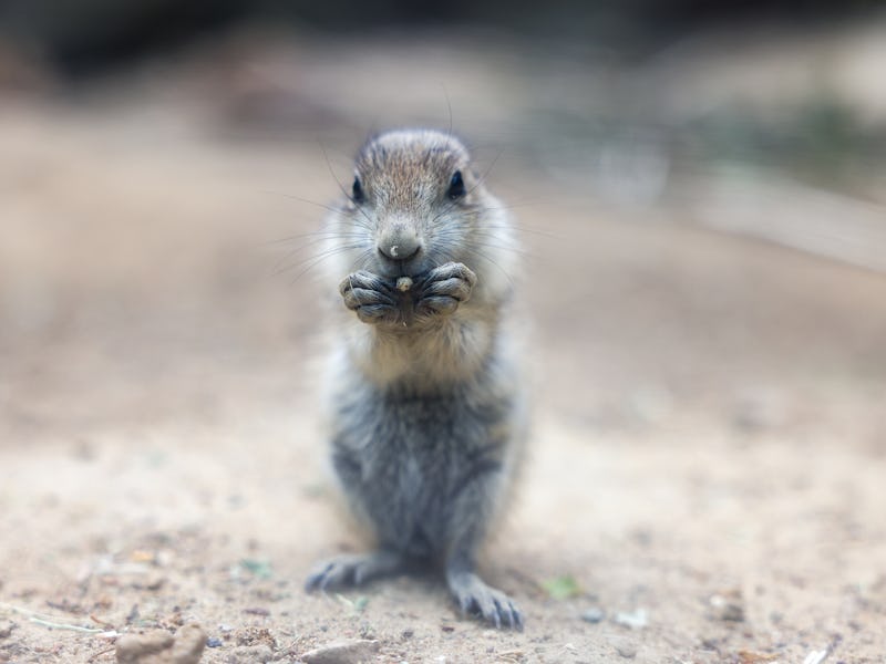 25 May 2023, Berlin: A young prairie dog looks into the camera at Tierpark Berlin. The rodents are o...