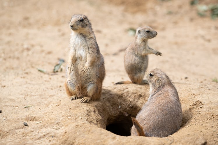 07 July 2022, Lower Saxony, Osnabrück: Black-tailed prairie dogs sit in their enclosure at Osnabrück...