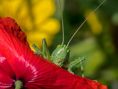 Great green bush-cricket (Tettigonia viridissima) adult female / imago on red flower of common poppy...