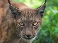 Close-up of a Eurasian lynx staring intently at the camera, with a green leafy background.