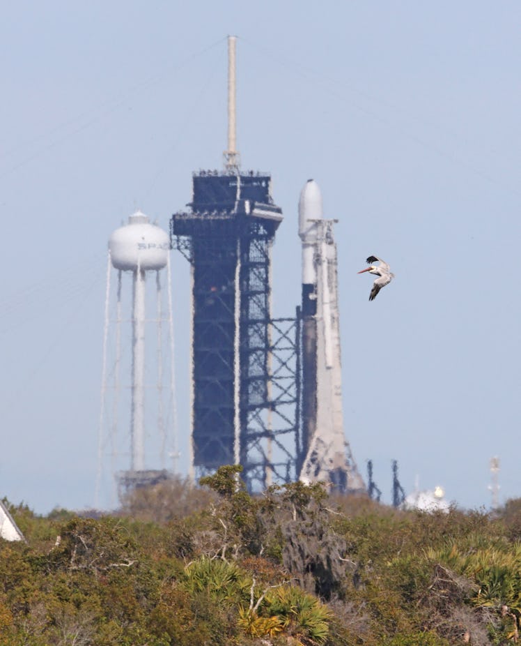 A pelican glides above the Turning Basin past a SpaceX Falcon 9 rocket, ready for the Intuitive Mach...