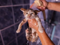 A shot of a mature woman's hands holding a cat and bathing it with water from a shower head in the b...