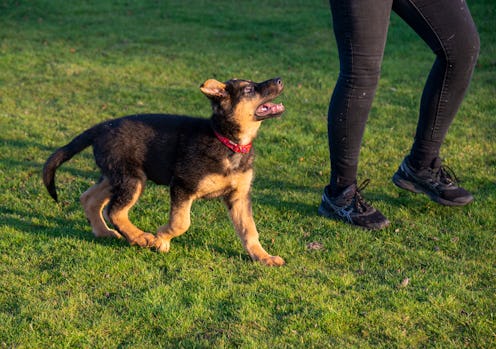 A young puppy running eagerly and looking up at his owner