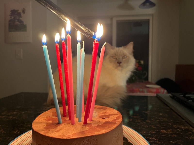 Birthday celebration with a cat.