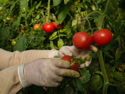 Images and harvest of tomatoes produced by a farmer in a greenhouse.