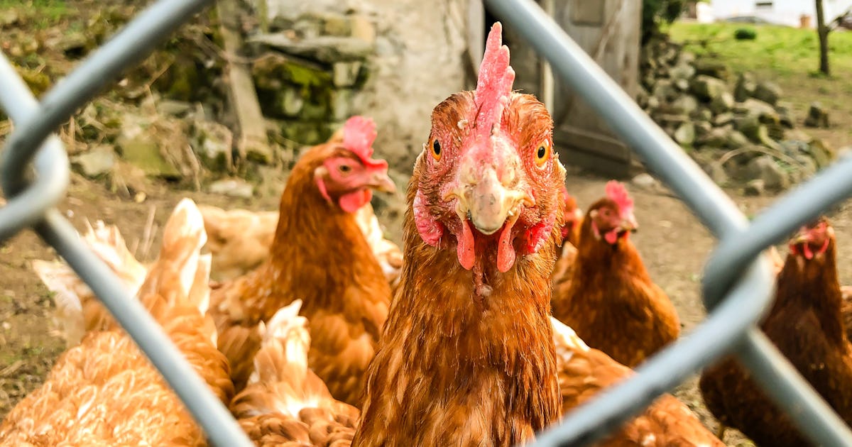 Scientists Are Using AI To Decode The Language of Chickens