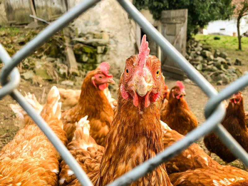 Brenthonne, Haute Savoie, France - 
March the 21th, 2023 : 
Portrait of a hen in close-up behind a f...