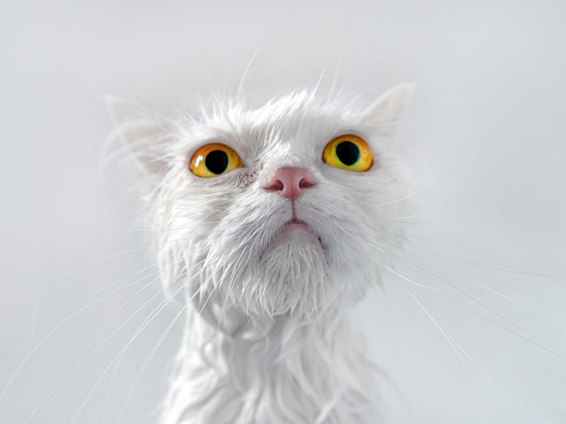 Close-Up Portrait Of Wet White Persian Cat with yellow eyes over white background..
