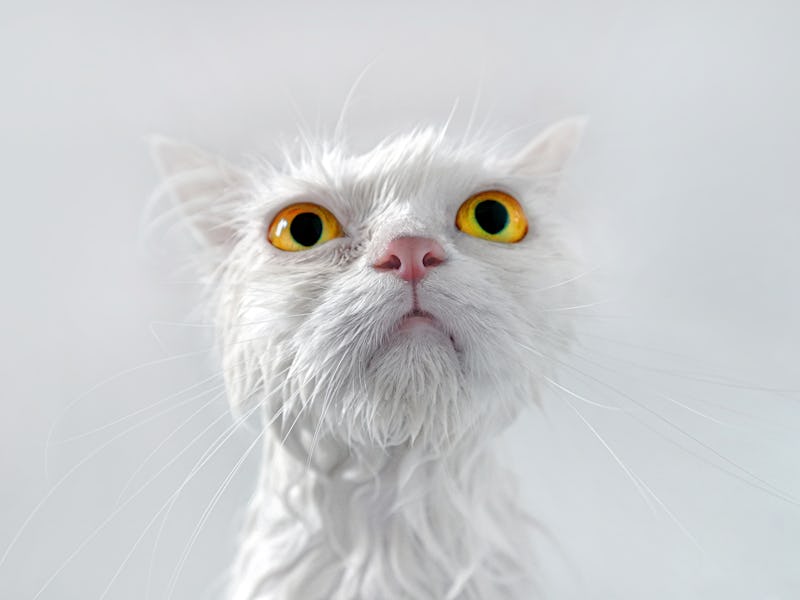 Close-Up Portrait Of Wet White Persian Cat  with yellow eyes over white background..
