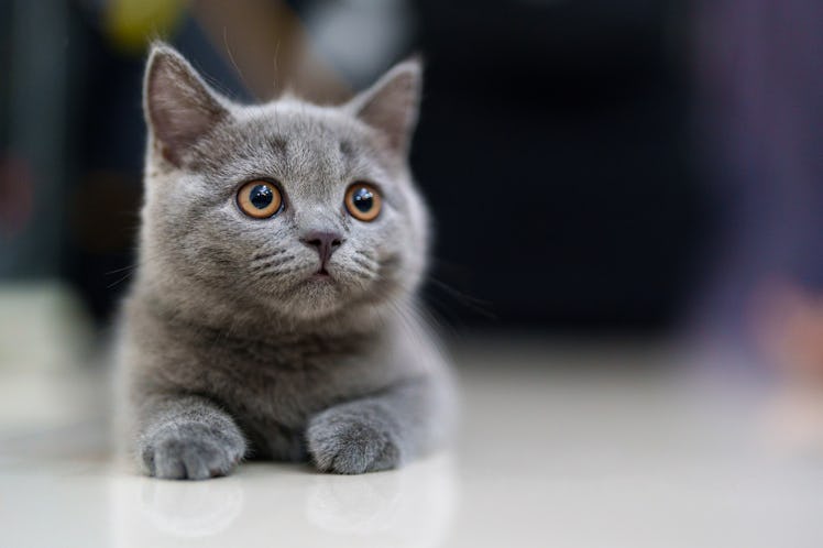 A curious grey, smoky-furred kitten at home