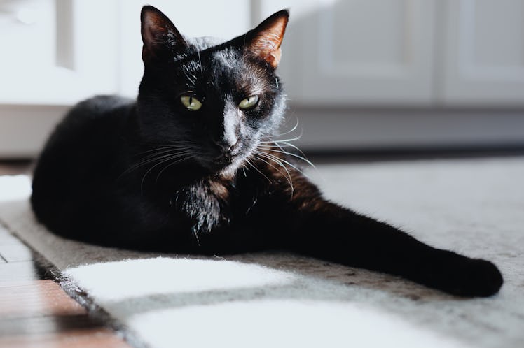 Close-up of a black cat relaxing in sunny spot in kitchen with front paw extended