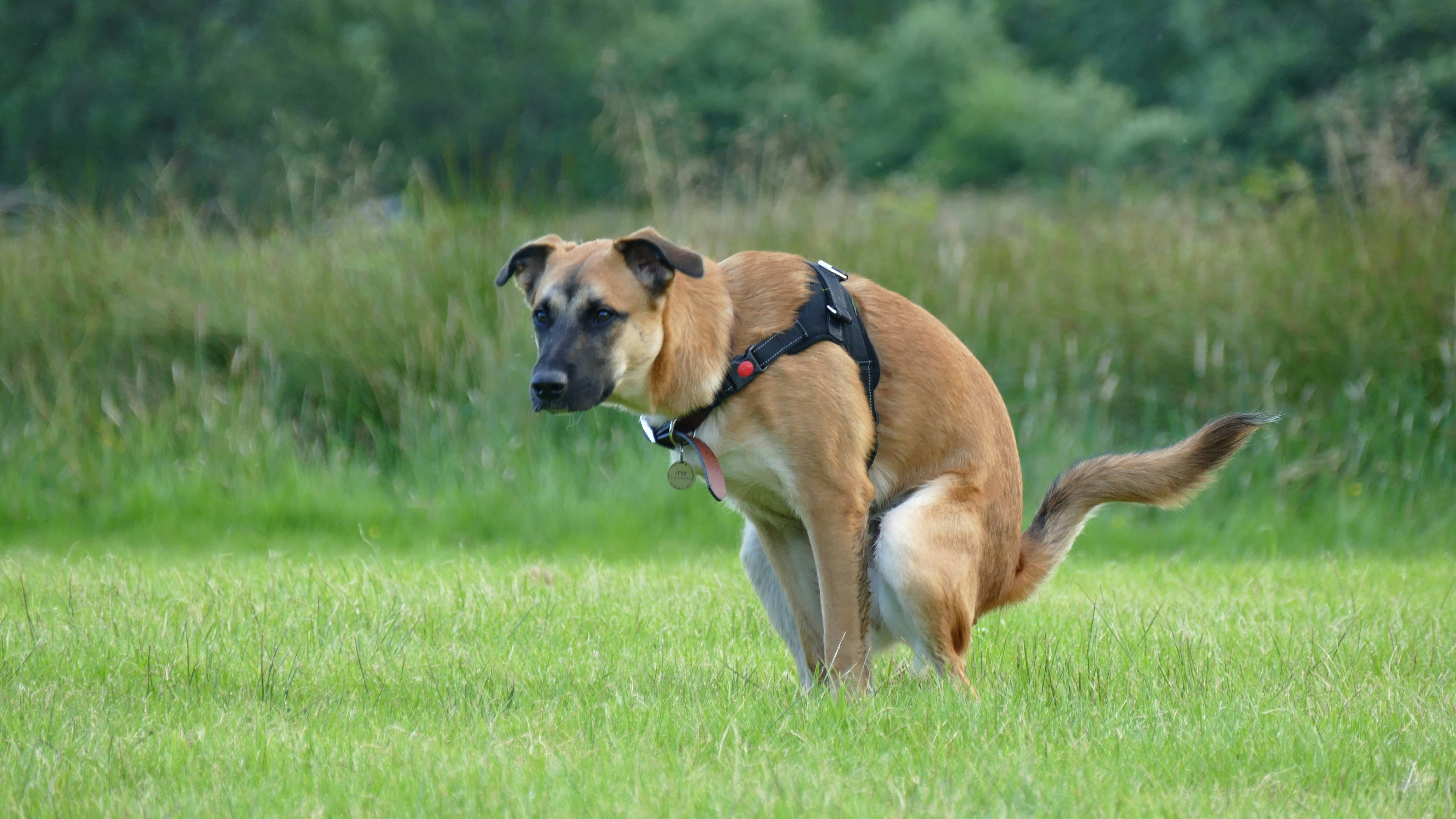 Sandbox for dogs top poop