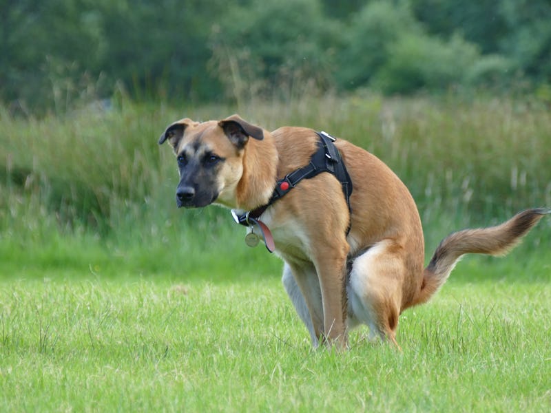 dog pooping