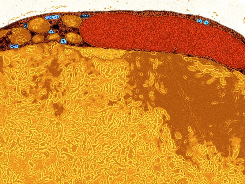 Fat Tissue Is Formed By Fat Cells Or Adipocytes. Adipocytes Synthesize Lipids That Are Stocked In Sm...