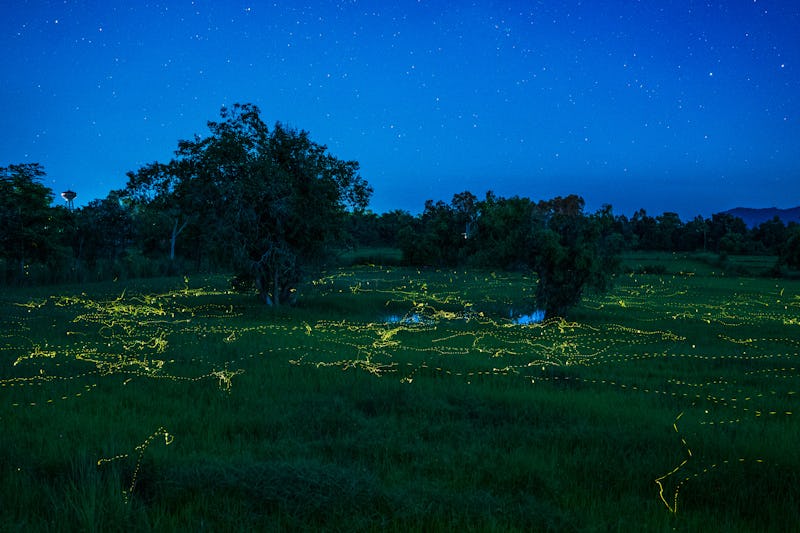 Firefly and Milky Way photos, NakhonPhanom Province Thailand, a beautiful view. There was a golden y...