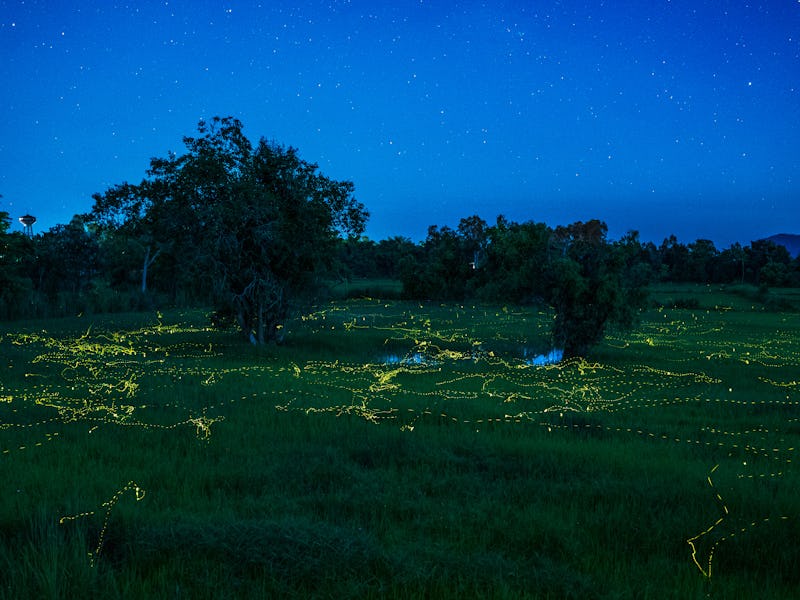 Firefly and Milky Way photos, NakhonPhanom Province Thailand, a beautiful view. There was a golden y...