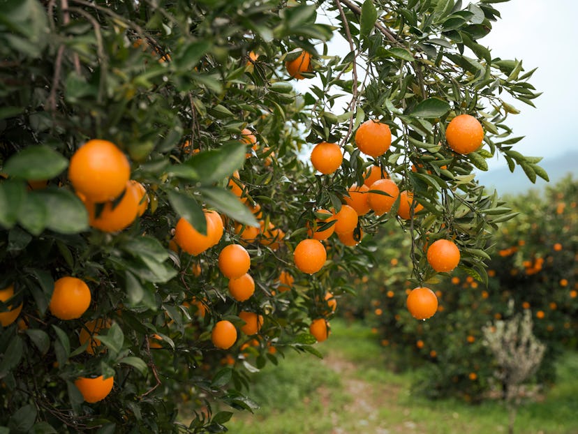 Orange - Fruit, Fruit, Citrus Fruit, Tangerine, Crete
