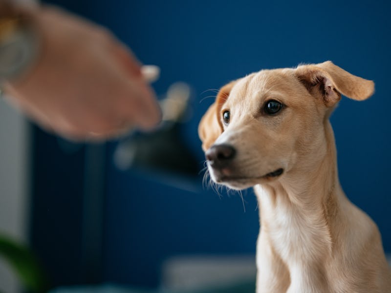 An anonymous woman giving medicine to a puppy at home.