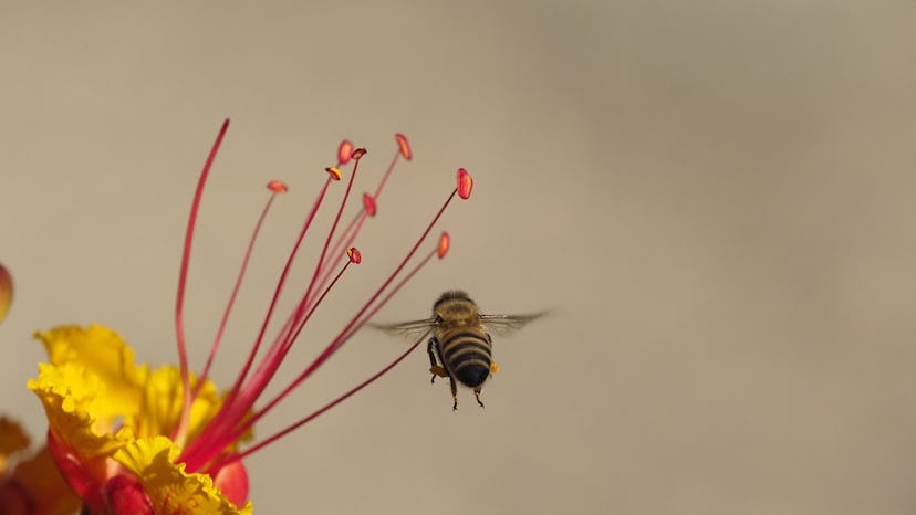 A lovely bee returns to the stamen of the bird of paradise flower.